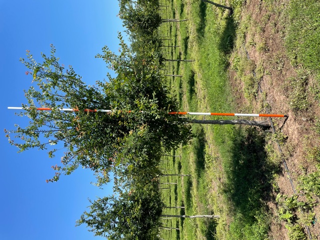 ulmus-crassifolia-cedar-elm