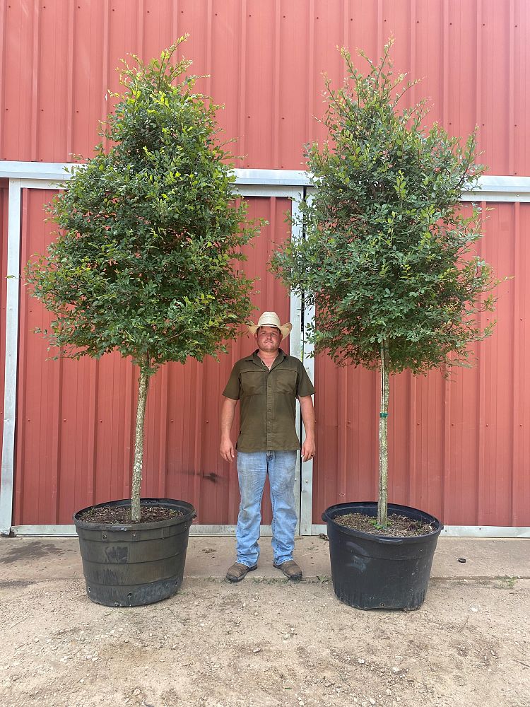 ulmus-crassifolia-cedar-elm