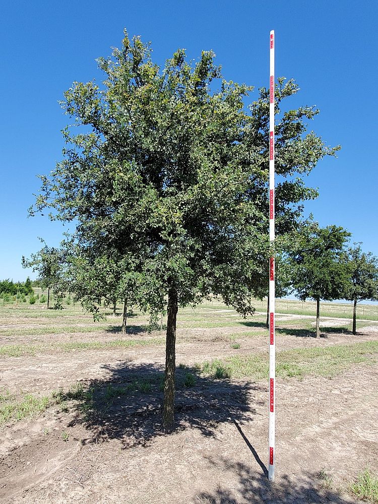 ulmus-crassifolia-cedar-elm