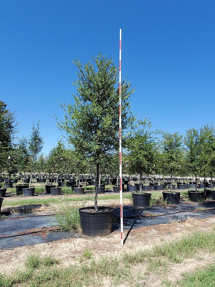 ulmus-crassifolia-cedar-elm