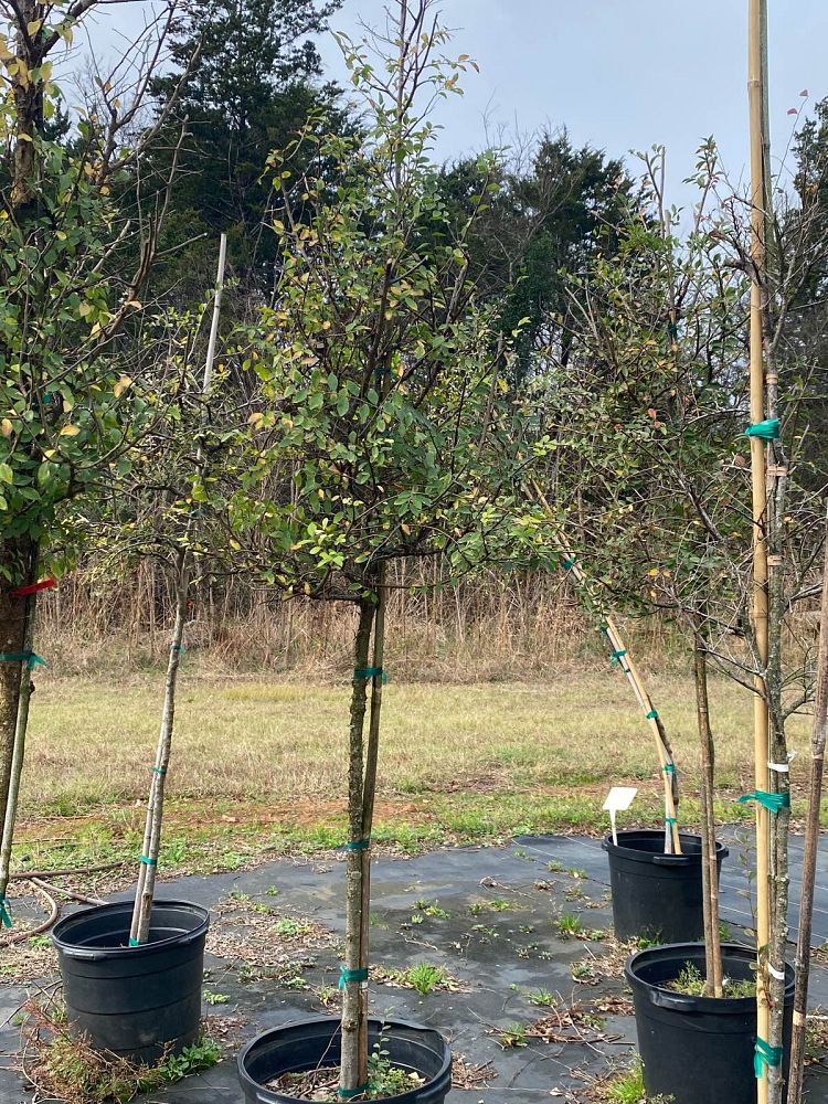 ulmus-crassifolia-cedar-elm