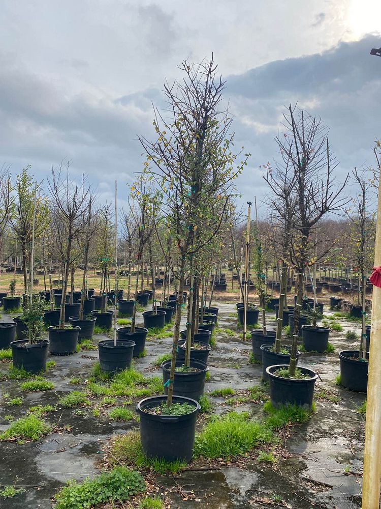 ulmus-crassifolia-cedar-elm