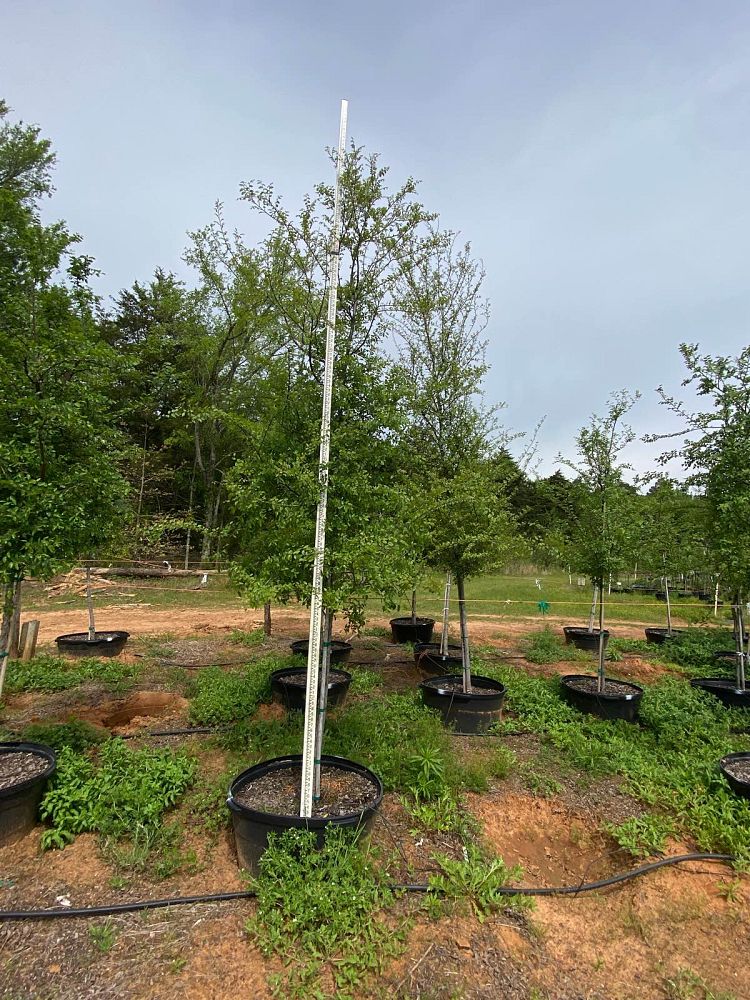 ulmus-crassifolia-cedar-elm