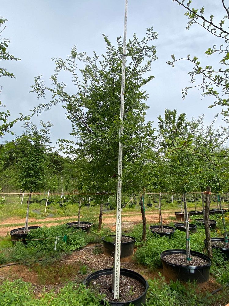 ulmus-crassifolia-cedar-elm
