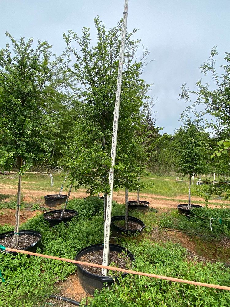 ulmus-crassifolia-cedar-elm