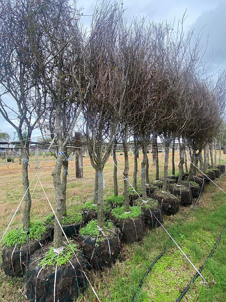 ulmus-crassifolia-cedar-elm