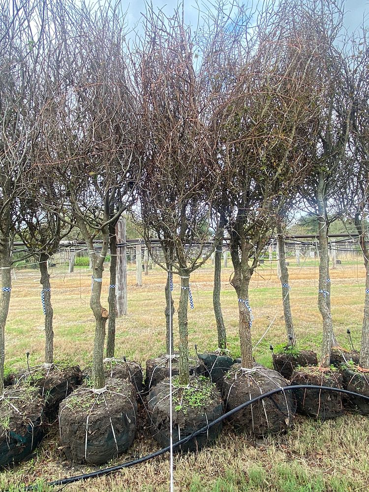 ulmus-crassifolia-cedar-elm
