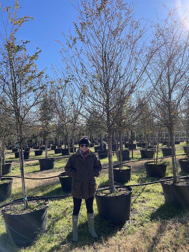 ulmus-crassifolia-cedar-elm
