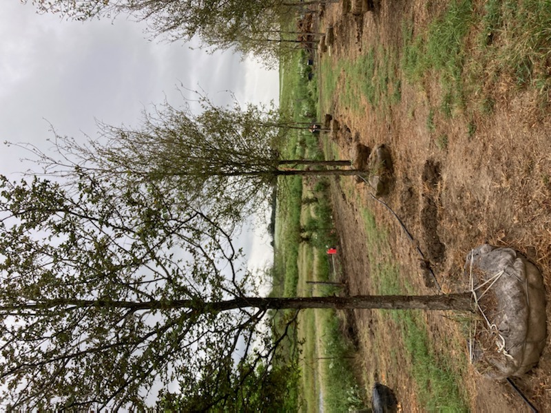 ulmus-crassifolia-cedar-elm