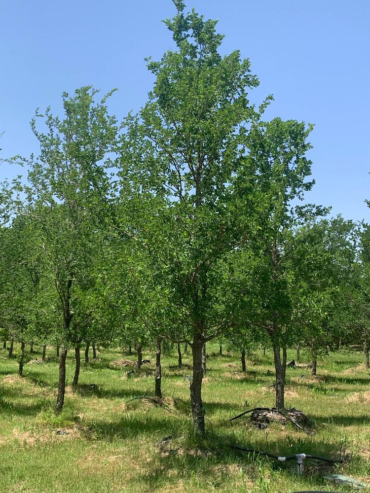 ulmus-crassifolia-cedar-elm