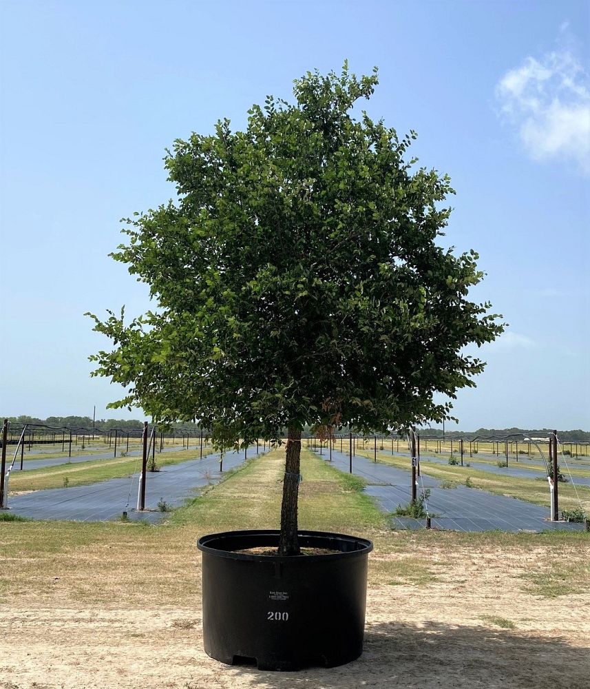 ulmus-crassifolia-cedar-elm