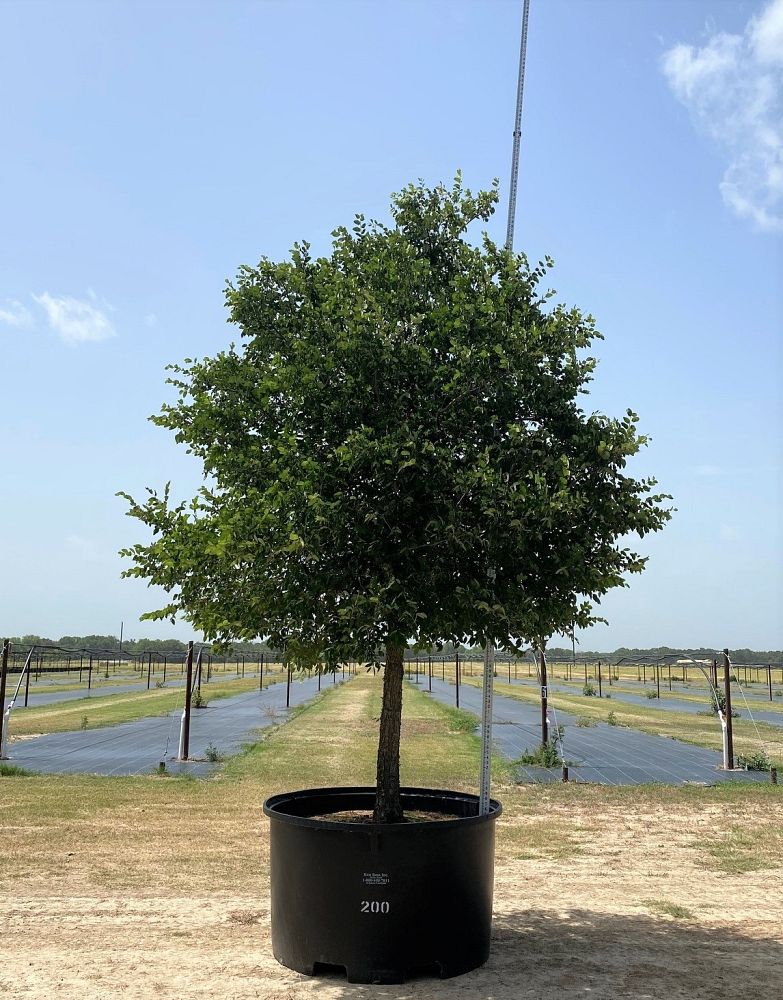 ulmus-crassifolia-cedar-elm