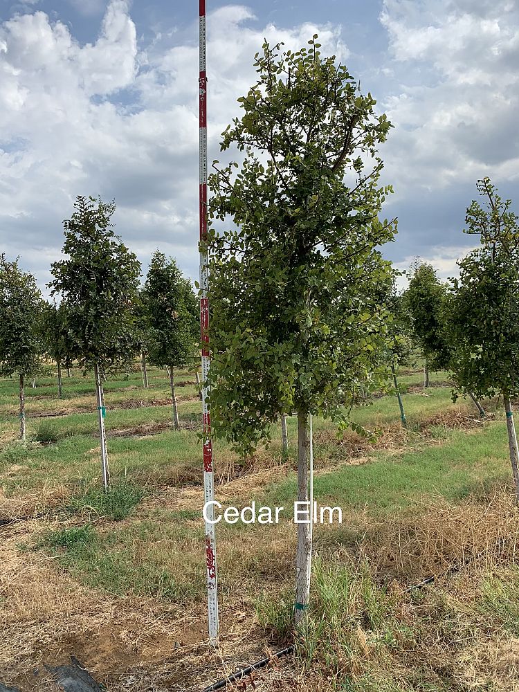 ulmus-crassifolia-cedar-elm