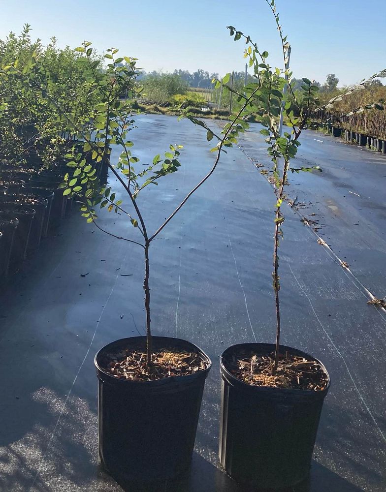 ulmus-crassifolia-cedar-elm
