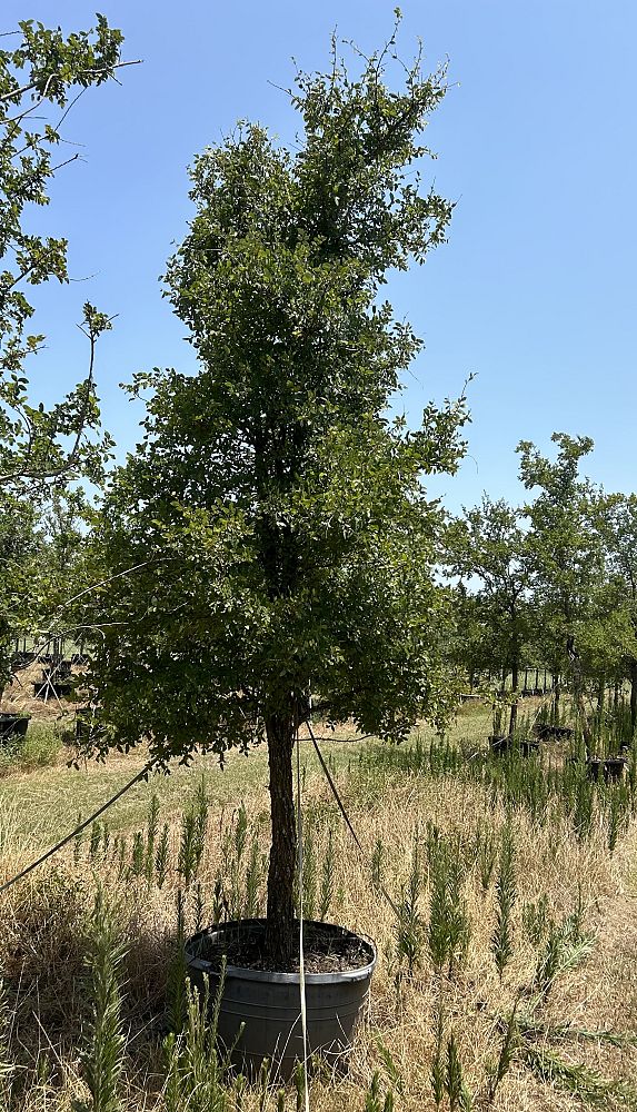 ulmus-crassifolia-cedar-elm