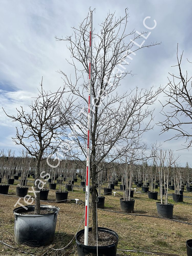 ulmus-crassifolia-cedar-elm