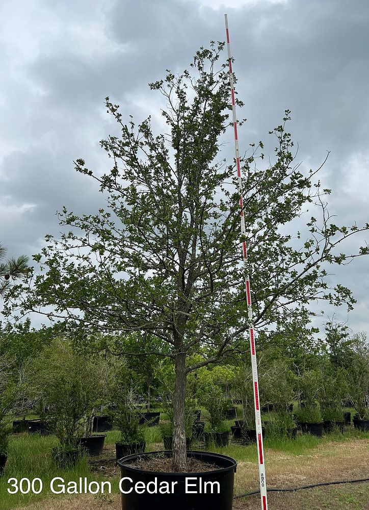 ulmus-crassifolia-cedar-elm