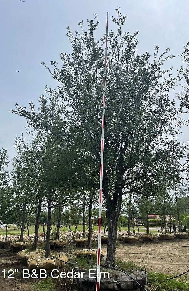 ulmus-crassifolia-cedar-elm