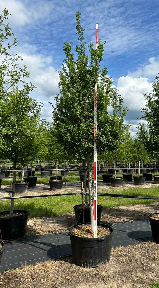 ulmus-crassifolia-cedar-elm