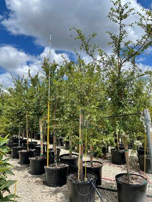 ulmus-crassifolia-cedar-elm