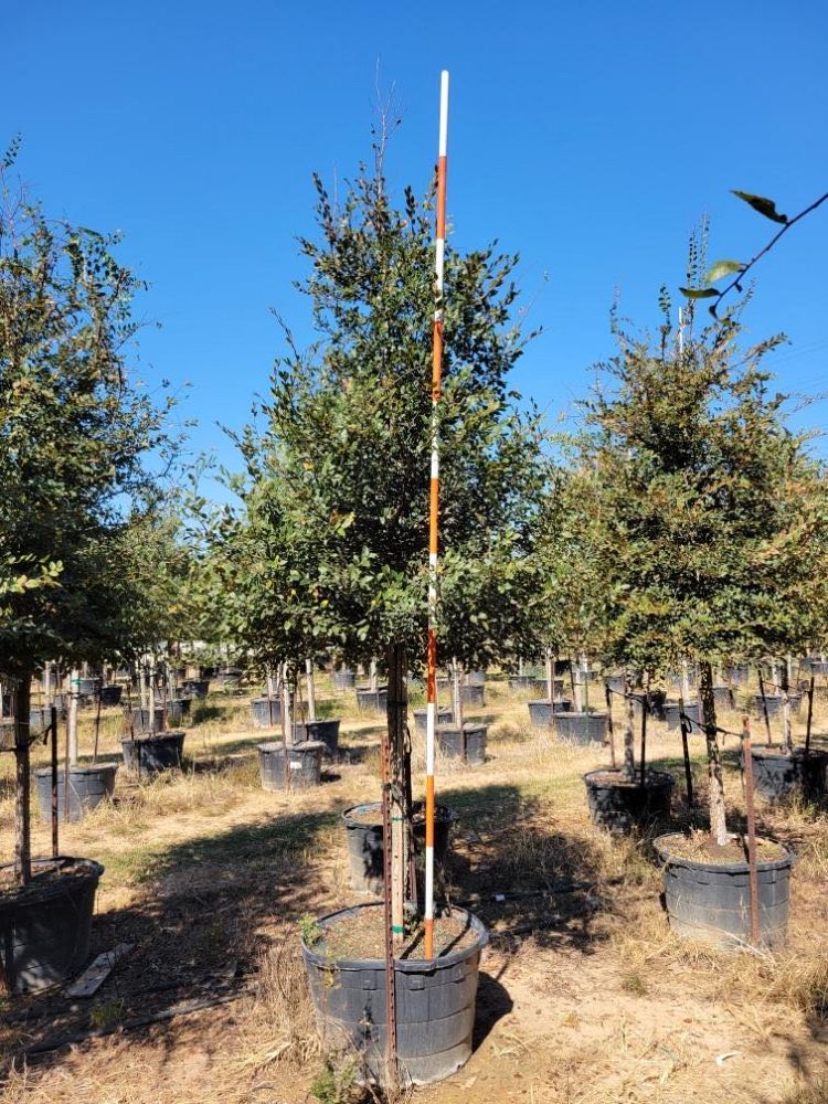 ulmus-crassifolia-cedar-elm
