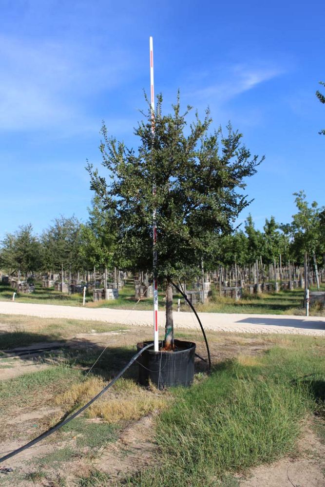 ulmus-crassifolia-cedar-elm