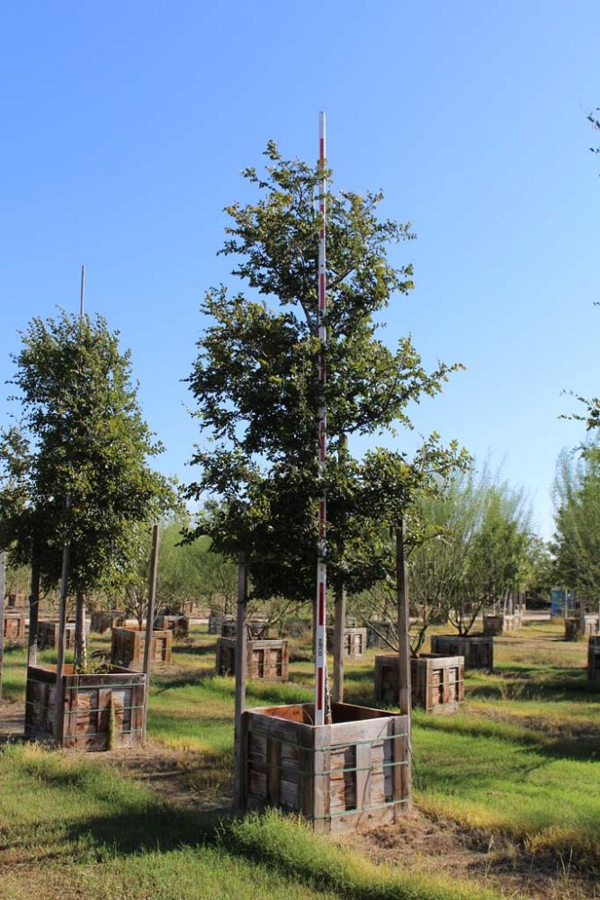 ulmus-crassifolia-cedar-elm