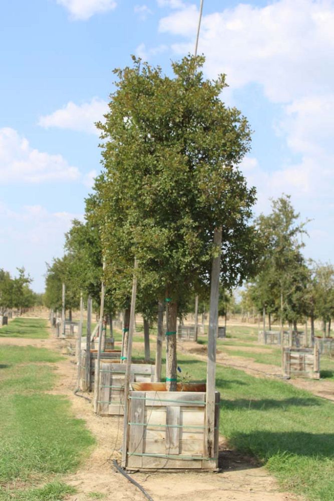 ulmus-crassifolia-cedar-elm