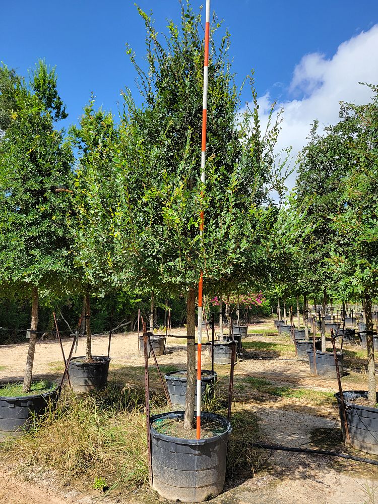 ulmus-crassifolia-cedar-elm