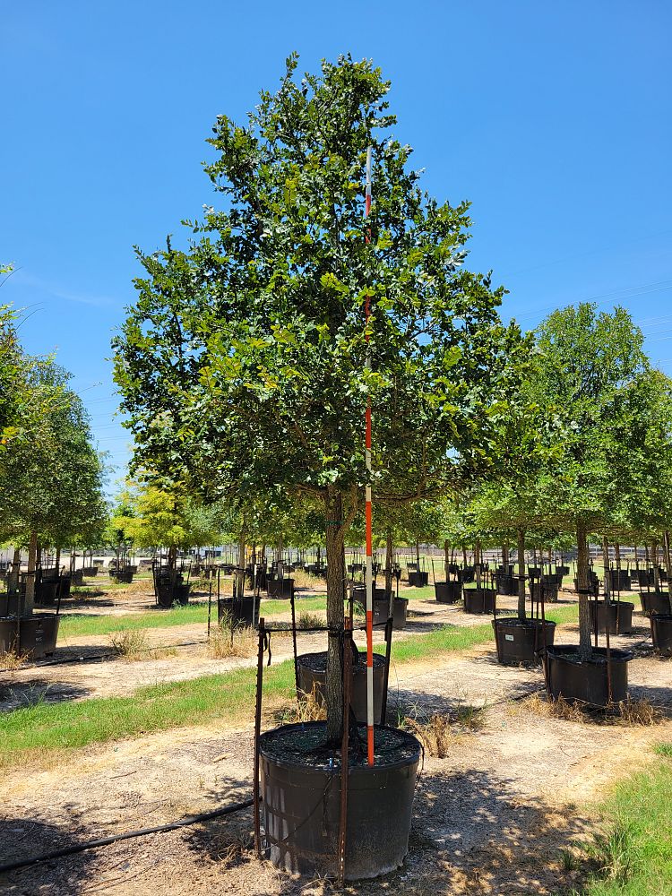 ulmus-crassifolia-cedar-elm