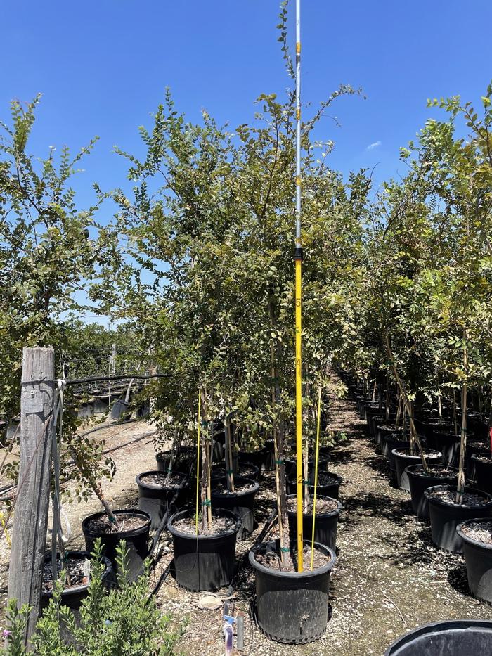 ulmus-crassifolia-cedar-elm