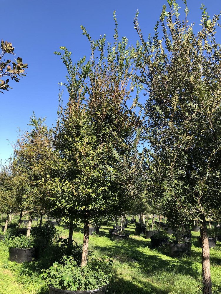 ulmus-crassifolia-cedar-elm