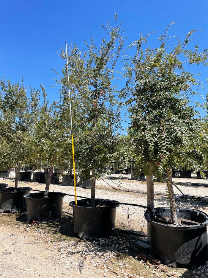 ulmus-crassifolia-cedar-elm