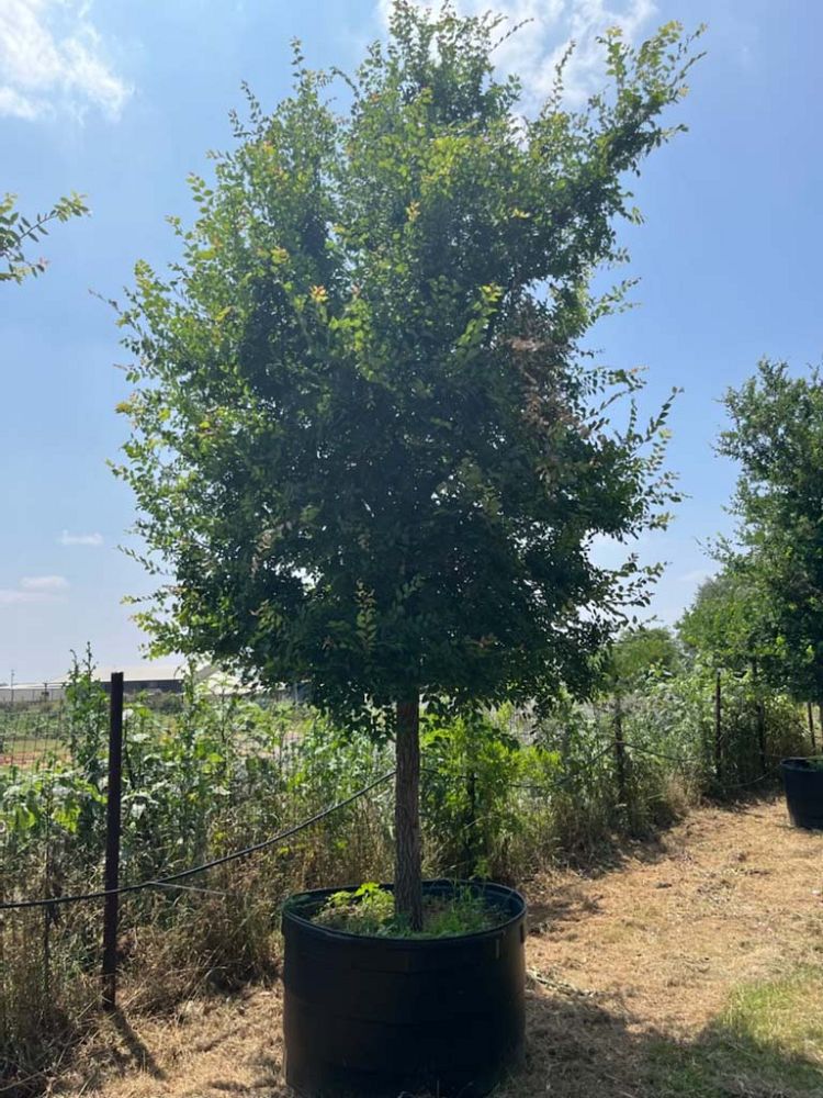 ulmus-crassifolia-cedar-elm