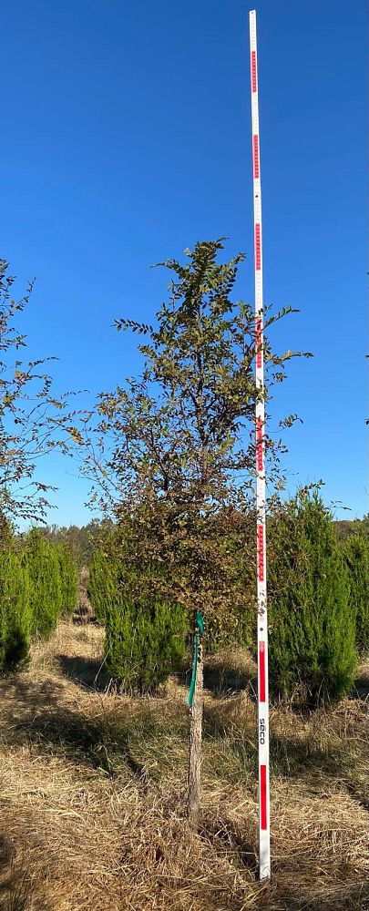 ulmus-crassifolia-cedar-elm