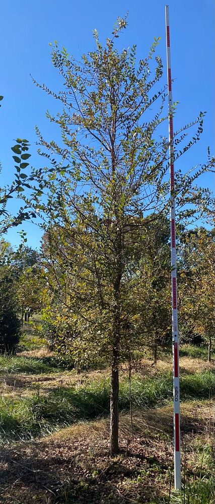 ulmus-crassifolia-cedar-elm