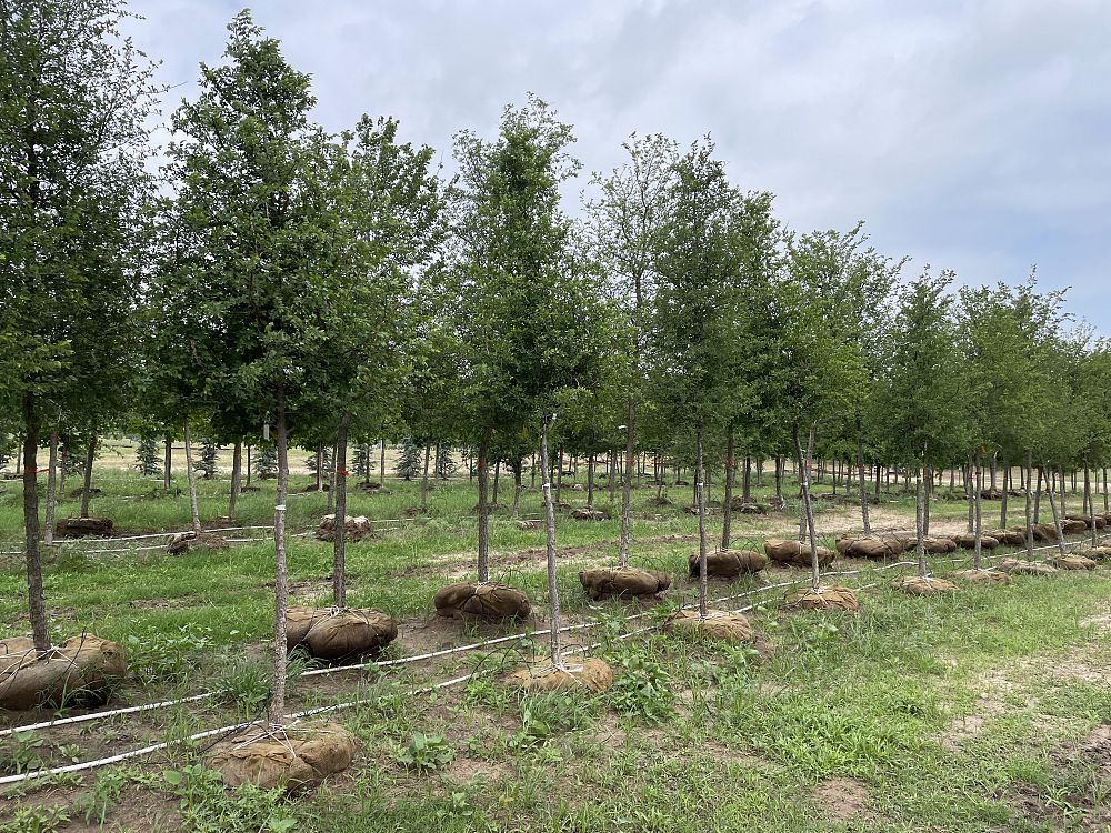 ulmus-crassifolia-cedar-elm