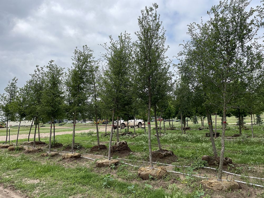 ulmus-crassifolia-cedar-elm