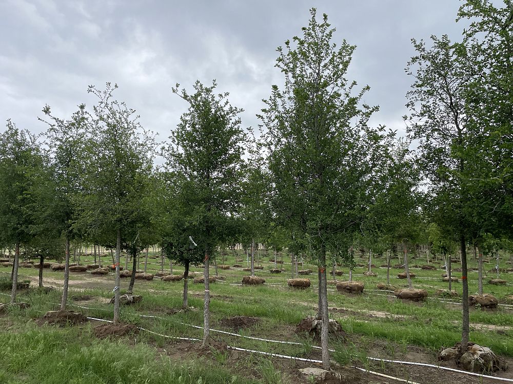 ulmus-crassifolia-cedar-elm