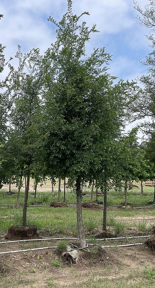 ulmus-crassifolia-cedar-elm