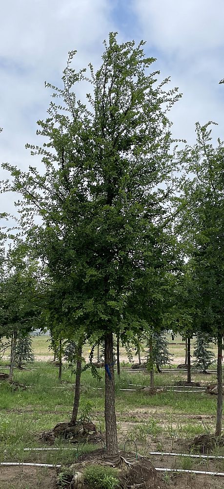 ulmus-crassifolia-cedar-elm