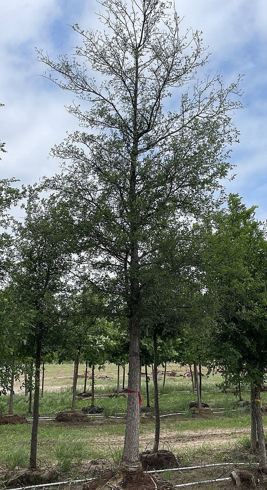 ulmus-crassifolia-cedar-elm