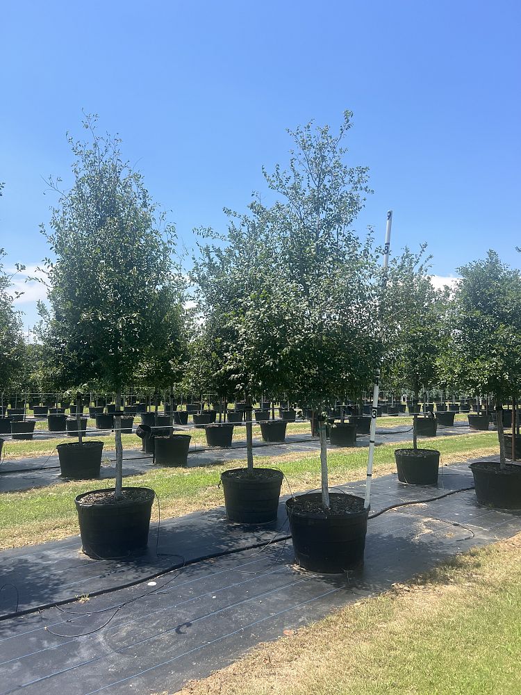 ulmus-crassifolia-cedar-elm