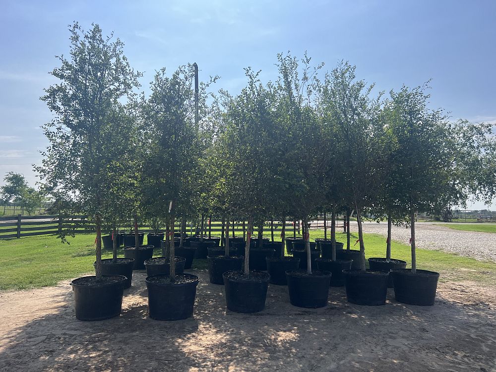 ulmus-crassifolia-cedar-elm