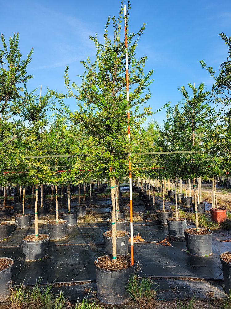 ulmus-crassifolia-cedar-elm