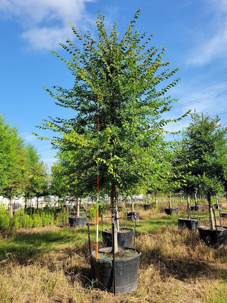 ulmus-crassifolia-cedar-elm