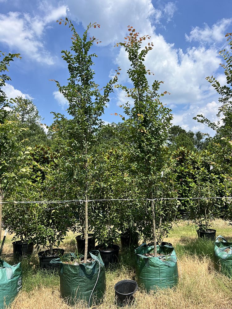 ulmus-crassifolia-cedar-elm