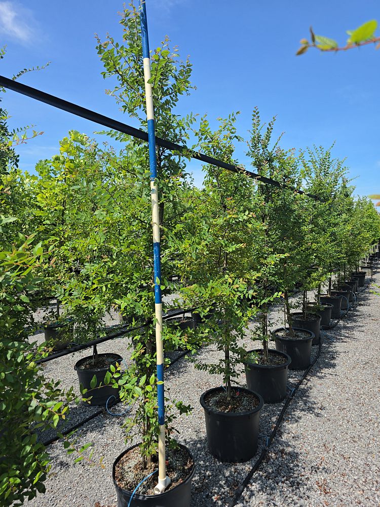 ulmus-crassifolia-cedar-elm