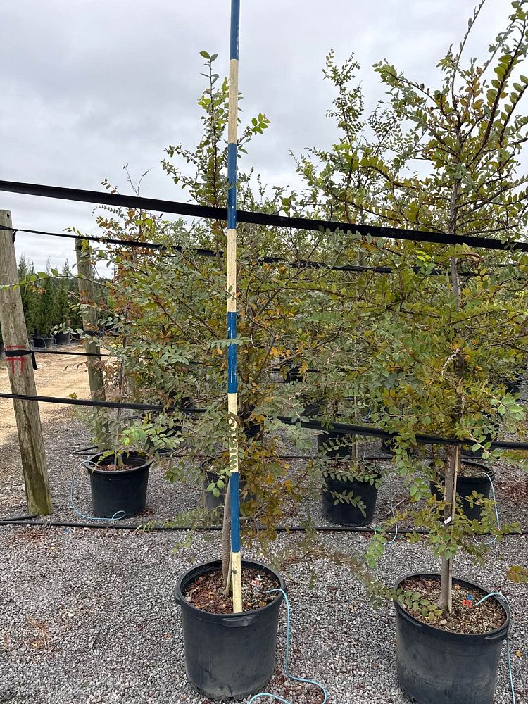 ulmus-crassifolia-cedar-elm