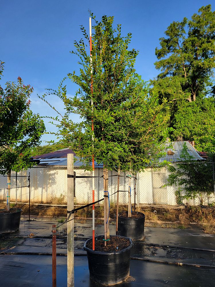 ulmus-crassifolia-cedar-elm